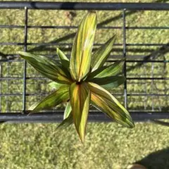 コルジリネ ゴーディラインゴールドストライプ観葉植物 鉢植え
