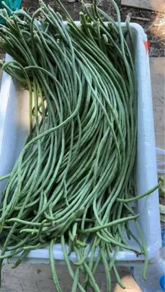 長野県産 信州 三尺ささげインゲン3.5kg 豇豆角 | Mercari