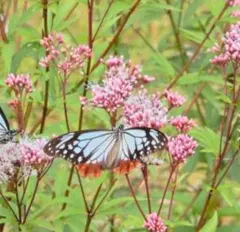 2025年最新】フジバカマ 苗の人気アイテム - メルカリ