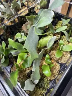 ビカクシダ P. ベイチー 12株 まとめ売り 観葉植物 - メルカリ