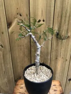 早い者勝ち 超極太 実生 パキプス オペルクリカリアパキプス - メルカリ