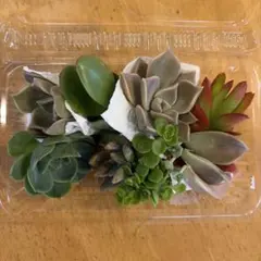 多肉植物 カット苗セット D - メルカリ