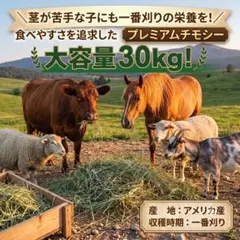 【超大容量】チモシー 30kg 1番狩り アメリカ産 牧草 うさぎ 餌のサムネイル