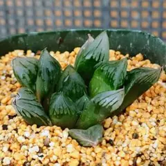 しろねこ様 リクエスト 4点 まとめ商品