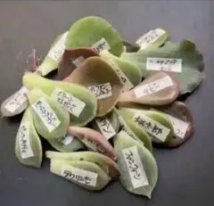 2025年最新】アメイジンググレイス 多肉の人気アイテム - メルカリ