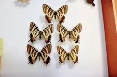 2026年最新】ギフチョウの人気アイテム - メルカリ