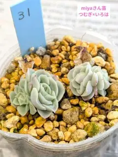 2026年最新】Miyaさん苗の人気アイテム - メルカリ