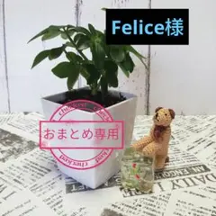 Felice様 リクエスト 2点 まとめ商品