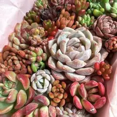 7多肉植物❤️エケベリア 韓国苗 詰め合わせ 寄せ植えセット 多肉弁当 赤 ピンク