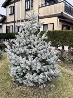 プンゲンストウヒ　ホプシーのサムネイル