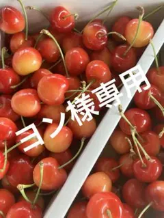 サクランボ　ヨン様専用　さくら姫セット