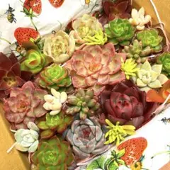 多肉植物⭐︎寄せ植えセット①⭐︎