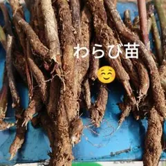 2026年最新】わらび苗の人気アイテム - メルカリ