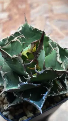 2025年最新】アガベ星空の人気アイテム - メルカリ