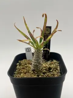 2025年最新】抜き苗 パキポディウムの人気アイテム - メルカリ