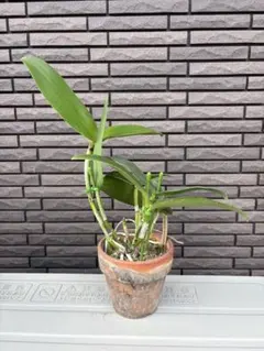 カトレア　チグリナ　1株　【匿名配送　送料込み　洋蘭　原種】のサムネイル