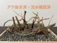 RR-423 流木 ブランチウッド アクアリウム 沈水確認済 - メルカリ