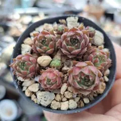 ❣️花火❣️現品 エケベリア 寄せ植え 多肉弁当 多肉植物 - メルカリ