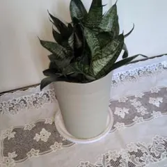 サンスベリア 観葉植物 ハニー抜き苗大株4のサムネイル