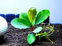 ブセファランドラ『不明種（タグ落ち）』【半水中葉＆無農薬栽培】リング活着株