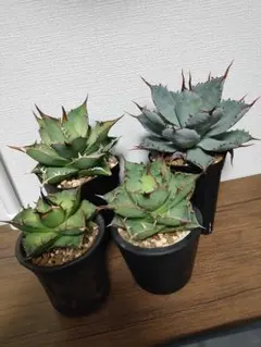 アガベ 観葉植物 2鉢セット - メルカリ