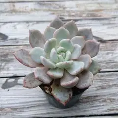 2026年最新】オレンジモンローの人気アイテム - メルカリ