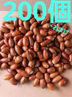 どんぐり　マテバシイ　200個+おまけ