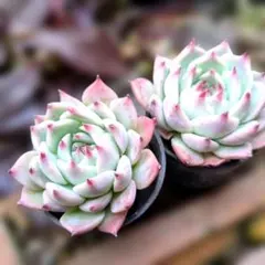 うぇいん様 リクエスト 3点 まとめ商品