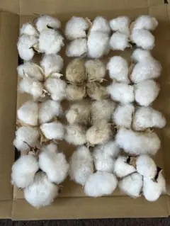 綿の花ドライフラワー