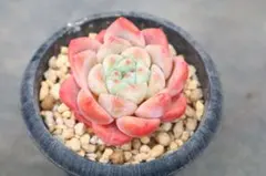 2026年最新】オレンジモンローの人気アイテム - メルカリ