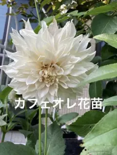 カフェオレイ 超レア ダリア 球根 入手困難 - メルカリ