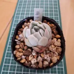 masa様 リクエスト 2点 まとめ商品