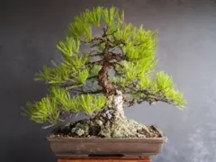 引取限定！三河黒松 岩石性 荒肌 樹齢数百年 文人木 大品盆栽 山木 山