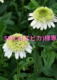 エキナセア ハニーデュー苗のサムネイル