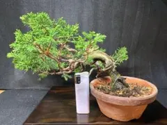 糸魚川真柏　古木のサムネイル