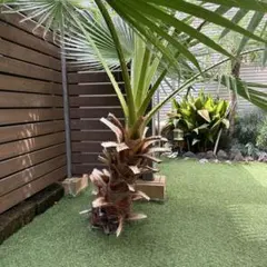 ❶ワシントンヤシ★引取限定★幹高1m50 ➀ワシントンヤシ☆引取限定☆幹高1m50