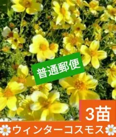 ☘️ウィンターコスモス☘️ 抜き苗❤普通郵便❤地域限定 3苗 - メルカリ