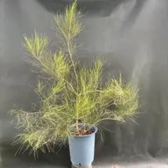 バンクシア スピヌロサ オーレア 鉢植え 希少 苗 レア品種 ドライ