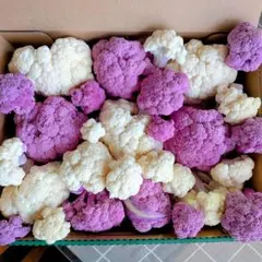パープル・ホワイトカリフラワー詰め合わせ♫ 農薬不使用！