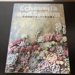 【明日まで限定値下げ】多肉植物のみっちり寄せ植え : エケベリアやセダムで楽しむ