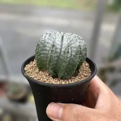 ☆極上品親株☆スーパーホリダ　ゼブラホリダ　ホリダ　幅12.4cm ☆極上品親株☆スーパーホリダ ゼブラホリダ ホリダ 幅12.4cm ☆極上品親株