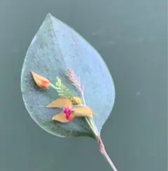 Lepanthes ejecta Luer & Hirtz 1987 レパンテス Lepanthes ejecta Luer & Hirtz 1987 レパンテス