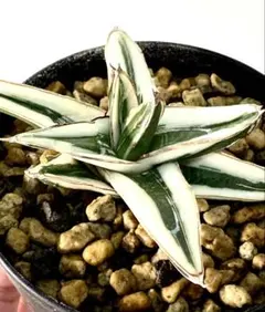 2026年最新】アガベ 笹の雪 氷山の人気アイテム - メルカリ