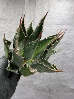 2026年最新】アガベ大株の人気アイテム - メルカリ