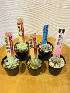 2025年最新】おらいさん苗 赤鬼の人気アイテム - メルカリ