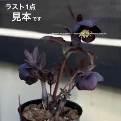 2026年最新】広瀬園芸の人気アイテム - メルカリ