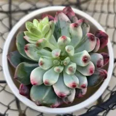 2026年最新】メデューサ錦の人気アイテム - メルカリ