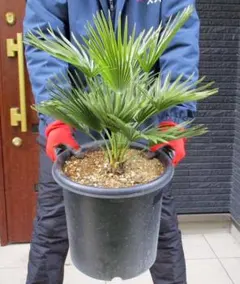 2026年最新】チャメロプス ボルケーノの人気アイテム - メルカリ