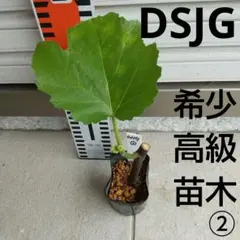 LSU DC2苗 イチジク苗 いちじく苗 - メルカリ