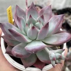 KEN様専用 多肉植物 中里リンゼアナ自家受粉種子② - メルカリ
